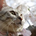 オムニ7のお花見弁当が凄い!セブンミール体験レビュー
