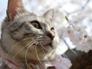 オムニ7のお花見弁当が凄い！セブンミール体験レビュー